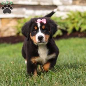 Marcy, Bernese Mountain Dog Puppy